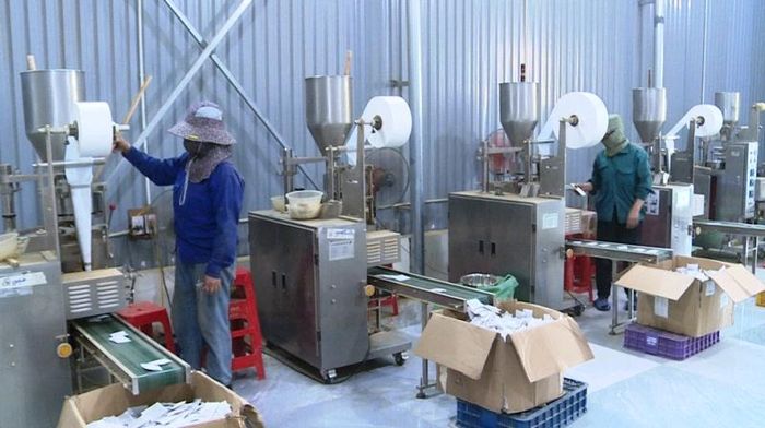 Các doanh nghiệp, HTX đầu tư máy móc chế biến trà từ cây dược liệu.