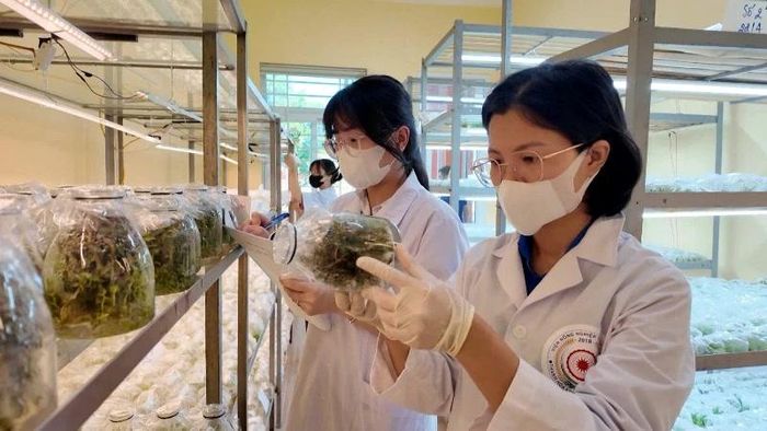 Thạc sĩ Mai Thị Hồng Lâm (ngoài cùng) kiểm tra cây lan kim tuyến trong phòng thí nghiệm