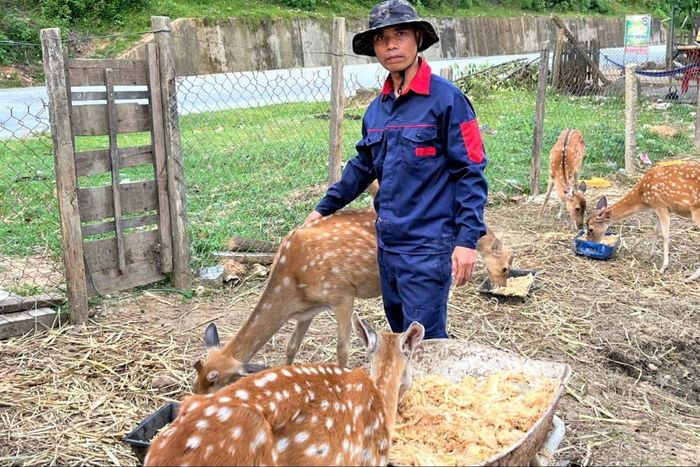 Ông Alăng Lực bên đàn hươu sao của gia đình. Ảnh: ĐĂNG NGUYÊN