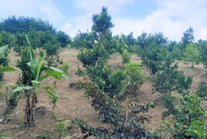Xã Đắc Pring đang khuyến khích mở rộng mô hình phát triển cây ăn quả kết hợp chăn nuôi liên kết theo nhóm hộ. Ảnh: ĐĂNG NGUYÊN