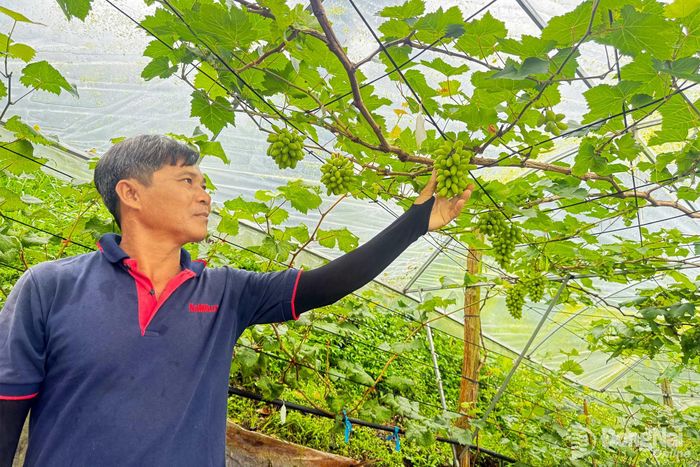 Nông trại Khoa học Cham Hill (phường Hàng Gòn) trồng nhiều giống nho ngoại, là đặc sản bán với giá cao.