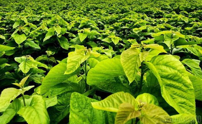 Khu vực Trấn Yên có hơn 1.000 ha dâu tằm, chiếm trên 70% diện tích dâu toàn tỉnh.