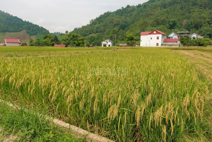 Khúc ca mùa gặt vẫn đang vang lên trên những cánh đồng Bản Lầu. Những thửa ruộng vàng óng nối tiếp nhau không chỉ báo hiệu một vụ mùa nhiều triển vọng mà còn phản ánh sự cần cù, nỗ lực lao động của người dân vùng biên.