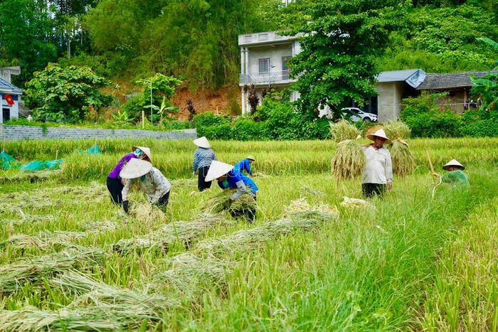 Khắp các cánh đồng rộn ràng tiếng nói cười, tiếng máy gặt. Mùa vàng bắt đầu, kéo theo nhịp lao động khẩn trương trên từng thửa ruộng.