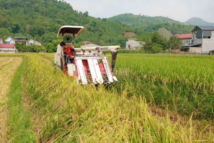 Ngoài phương thức gặt thủ công truyền thống, nhiều hộ dân Bản Lầu đã chủ động đưa máy gặt vào đồng ruộng, góp phần đẩy nhanh tiến độ thu hoạch và giảm đáng kể sức lao động.