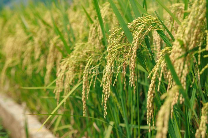 Khi những bông lúa bắt đầu ngả vàng, cong mình vì trĩu hạt, người dân Bản Lầu cũng bước vào thời điểm tất bật nhất của vụ mùa - mùa thu hoạch.