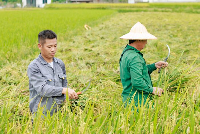 Tranh thủ thời tiết thuận lợi, bà con tích cực thu hoạch diện tích lúa của gia đình với phương châm “xanh nhà hơn già đồng”.