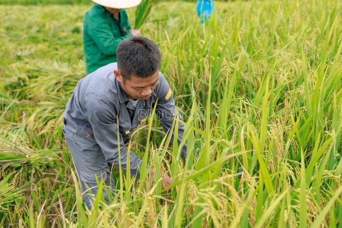 Những đường liềm thoăn thoắt nối tiếp nhau giữa màu vàng của mùa lúa chín.