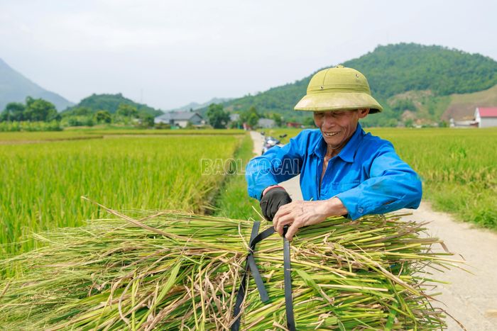 Sau nhiều tháng gieo cấy, chăm sóc và chờ đợi, nụ cười của người nông dân chính là minh chứng cho niềm vui được mùa trên vùng biên Bản Lầu.