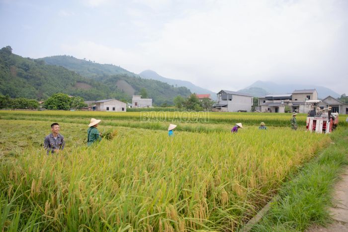 Mùa vàng không chỉ nhuộm sắc cho đồng đất mà còn làm sống dậy không khí lao động sôi nổi trên khắp các cánh đồng vùng biên.