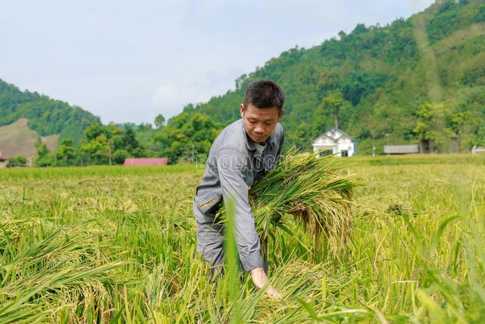 Từng bó lúa sau khi cắt được người dân nhanh chóng thu gom, tập kết trên đồng ruộng để thuận tiện cho việc vận chuyển và tuốt hạt.