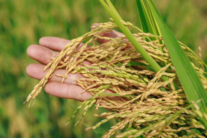 Những bông lúa trĩu hạt là kết quả của quá trình sản xuất đúng khung thời vụ, chủ động chăm sóc và phòng trừ sâu bệnh ngay từ đầu vụ của người nông dân.
