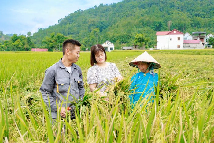 Từ khâu gieo cấy đến ngày thu hoạch, đội ngũ cán bộ khuyến nông xã luôn đồng hành cùng người dân. Việc thường xuyên bám đồng, bám ruộng góp phần giúp nhiều hộ áp dụng hiệu quả tiến bộ kỹ thuật, nâng cao năng suất và chất lượng lúa.