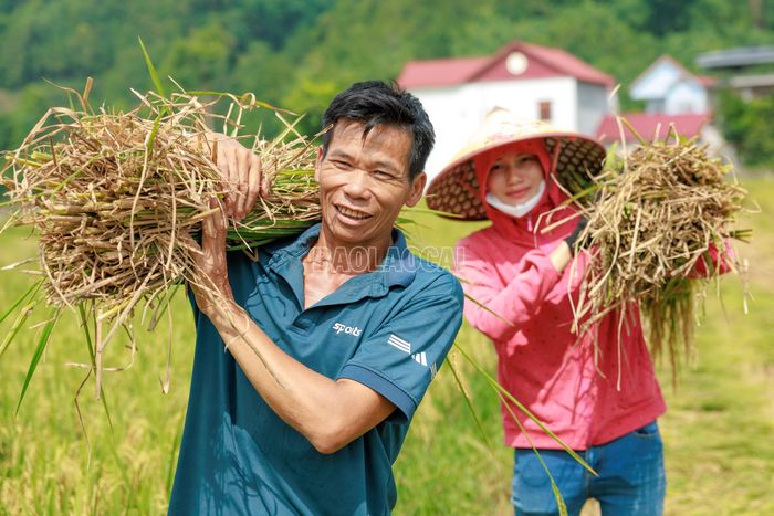 Những gánh lúa được vận chuyển liên tục từ ruộng về điểm tập kết, mang theo niềm vui được mùa của người nông dân vùng biên.