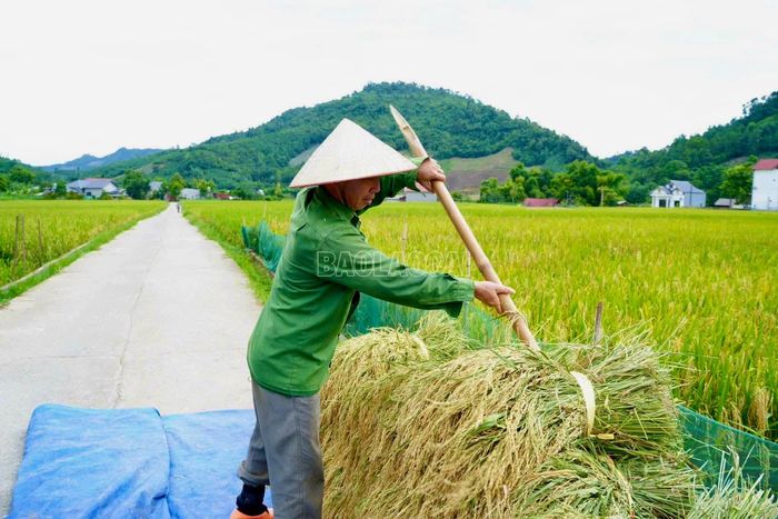 Sau khi thu hoạch, lúa được tập kết để tuốt hạt. Các công đoạn nối tiếp diễn ra khẩn trương nhằm bảo đảm tiến độ thu hoạch trong thời điểm chính vụ.
