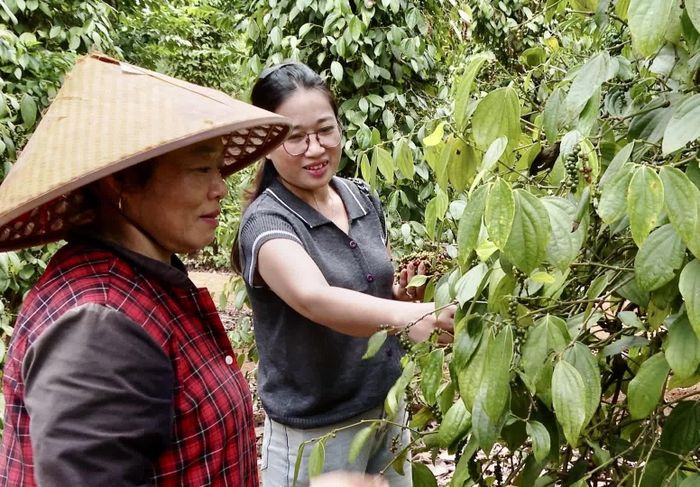 Vườn tiêu hữu cơ của bà Nguyễn Thị Huyền được mùa được giá - Ảnh: M.H