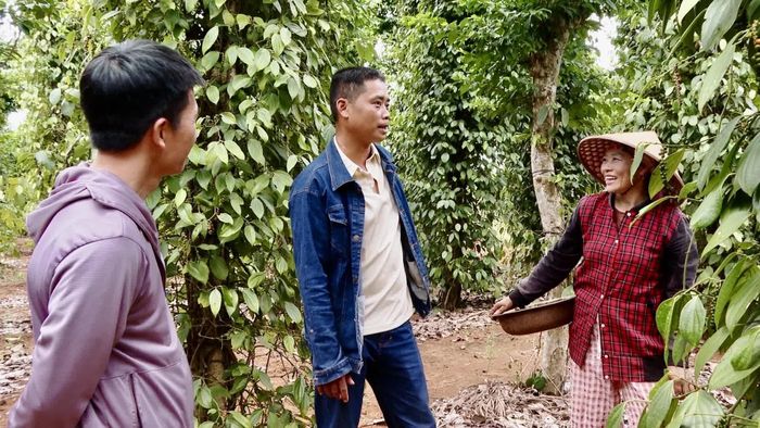 HTX Sản xuất và kinh doanh tiêu Vĩnh Linh liên kết với giá cao hơn 15-20% - Ảnh: M.H