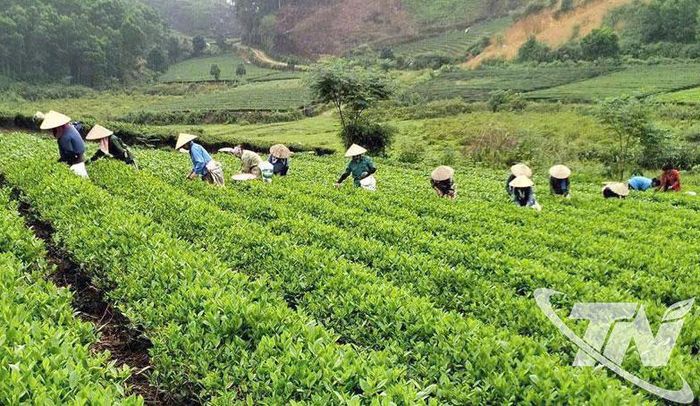 6 tháng đầu năm, toàn tỉnh thành lập mới 35 hợp tác xã và tổ hợp tác.