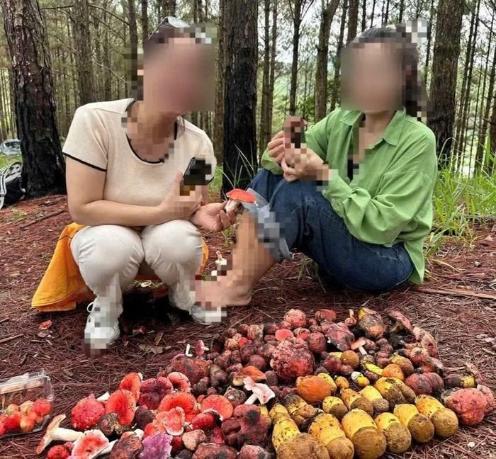  Người dân vào rừng thông tìm nấm khi mùa mưa bắt đầu 