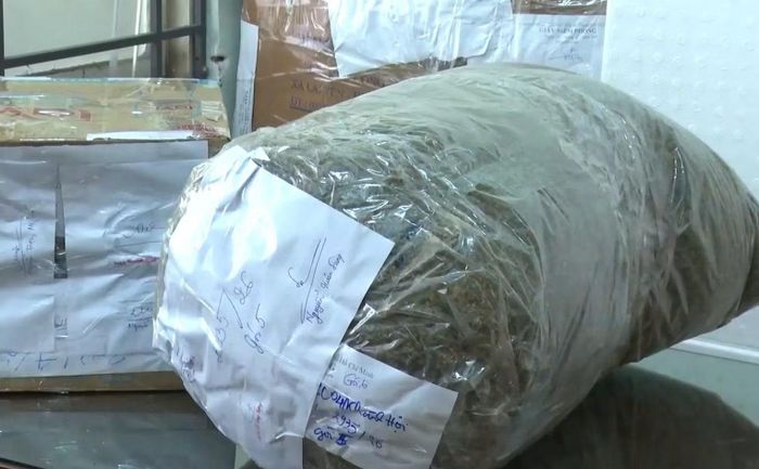 Công an thu giữ khoảng 500kg cần sa khô được gói gọn trong những bao nylon có trọng lượng khoảng 10kg/bao.