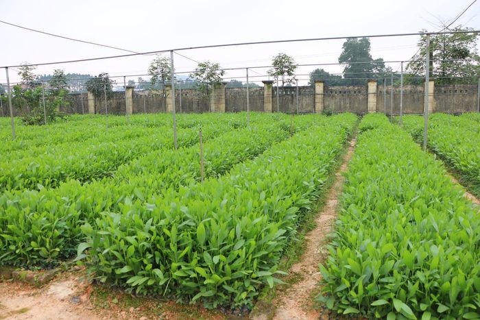 Kể từ ngày 5/8/2026, tổ chức vi phạm về sản xuất, buôn bán giống cây trồng có thể bị phạt gấp đôi cá nhân, tối đa đến 100 triệu đồng. Ảnh minh họa