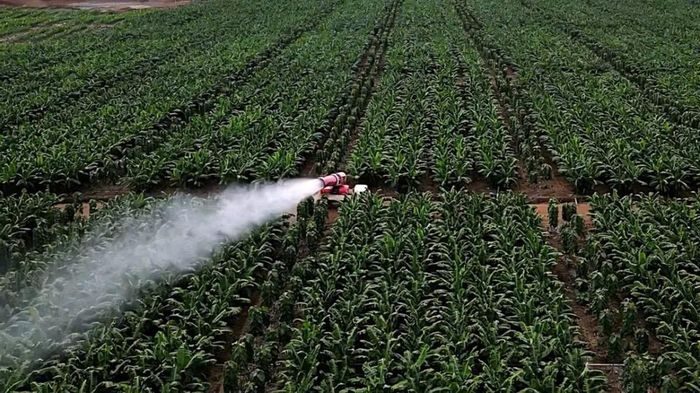  Công ty Nông nghiệp HAGL - Stung Treng trồng 1.500 ha chuối tại tỉnh Stung Treng. 
