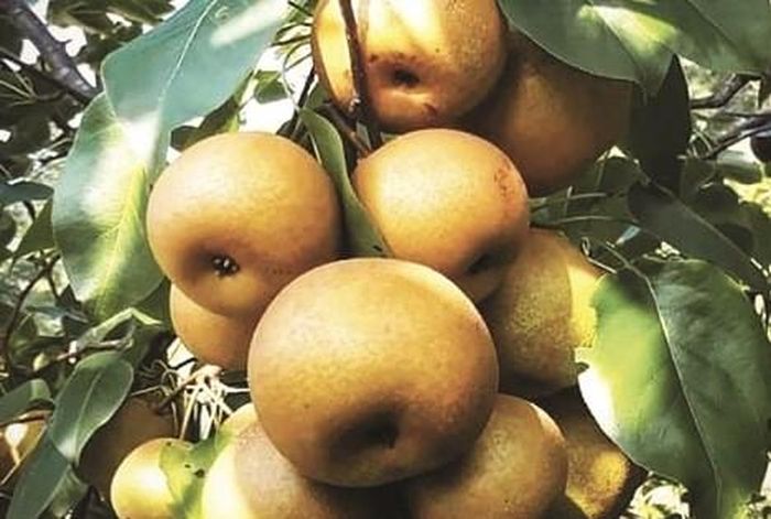 Quả lê vàng bản địa của gia đình bà Đặng Mùi Ghển, xóm Nặm Boóc, xã Nguyên Bình được chứng nhận VietGAP.