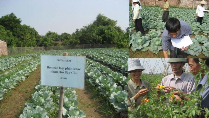 Trong sản xuất hữu cơ, người nông dân không chỉ canh tác mà còn phải tuân thủ quy trình, ghi chép nhật ký và cùng hợp tác xã bảo vệ uy tín vùng nguyên liệu.