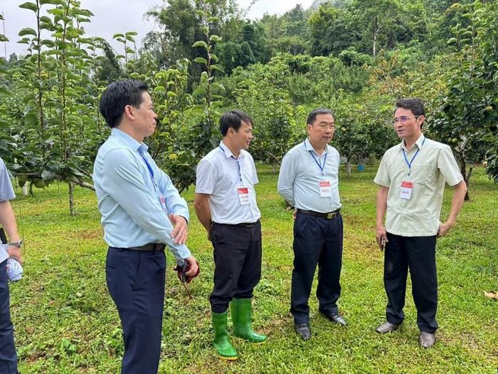 Thăm vườn Lê đang vào mùa thu hoạch, các đồng chí lãnh đạo ghi nhận những tín hiệu tích cực trong phát triển nông nghiệp gắn với xây dựng thương hiệu nông sản địa phương.