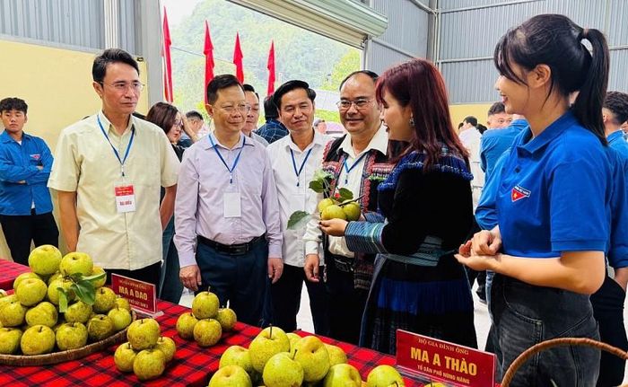 Ngày hội hái Lê được UBND phường Tân Phong tổ chức vào thời gian 1 ngày với sự tham gia của 5 đội đến từ các tổ dân phố: Nùng Nàng; Lão Tỷ Phùng; Sáy San 1; Sậy San 3; Sáy San 4. Ngày hội diễn ra với các phần thi sôi nổi, hào hứng nhiều hoạt động phong phú, hấp dẫn, như: trưng bày sản phẩm quả Lê; lê kế hoạch này; lễ trưng bày mâm lễ; trải nghiệm vườn Lê; Livestream giới thiệu và bán sản phẩm Lê; các trò chơi dân gian; giao lưu văn nghệ và cho thuê trang phục dân tộc phục vụ du khách tham quan, trải nghiệm...