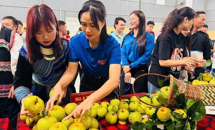 Năm 2026 là năm phường đầu tiên Tân Phong tổ chức ngày hội hái lê, đây sẽ là hoạt động thường niên chiến quảng bá, nâng cao giá trị thương hiệu quả lê ở phường Tân Phong; tạo điều kiện để người trồng lê được giao lưu, học hỏi kinh nghiệm, nâng cao kỹ năng sản xuất, phát triển các sản phẩm từ quả lê. Hướng tới phát triển nông nghiệp Gắn kết với du lịch trải nghiệm, xây dựng các sản phẩm du lịch đặc sắc, góp phần thu hút du khách.
