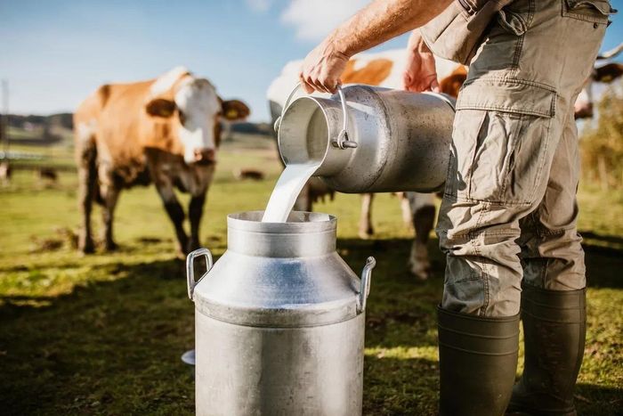 Nhiệt độ cao làm giảm giá trị dinh dưỡng trong sữa bò. (Ảnh minh họa)