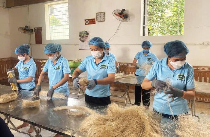 Sản xuất miến dong xuất khẩu tại Công ty TNHH Sản xuất Thương mại và Xuất nhập khẩu Dương Kiên (xã Hưng Đạo). Ảnh: Đức Duy
