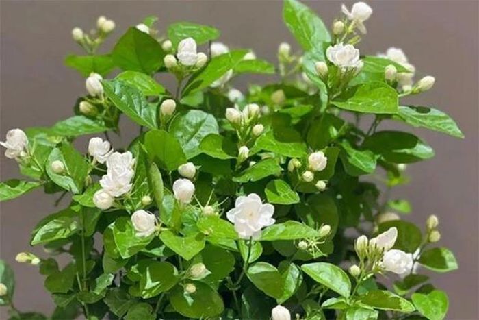 Nếu bạn muốn căn phòng có thêm chút lãng mạn, hoa nhài chính là sự lựa chọn không nên bỏ qua.