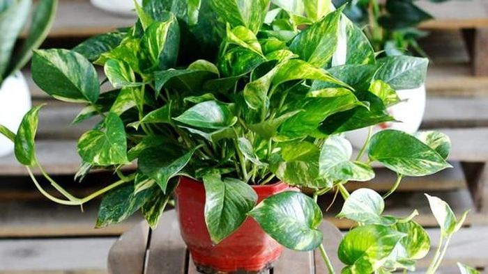 Cây vạn niên thanh với sắc xanh mượt, lá hình tim mềm mại, là biểu tượng của sự cát tường, bền vững.