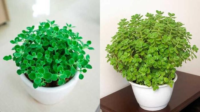 Trong phong thủy, loài cây này biểu trưng cho tình yêu chung thủy, bền vững và sự may mắn.