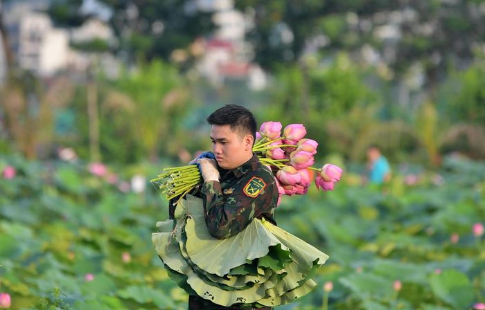 Khi bình minh ló rạng, cũng là thời điểm người làm nghề bắt đầu một ngày thu hoạch sen phục vụ ướp trà.