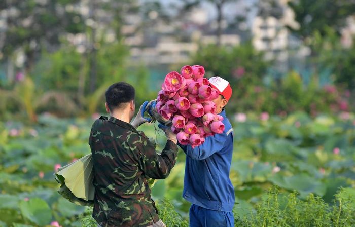 Sen được hái từ sáng sớm, khi hương thơm còn đọng trong từng cánh hoa.