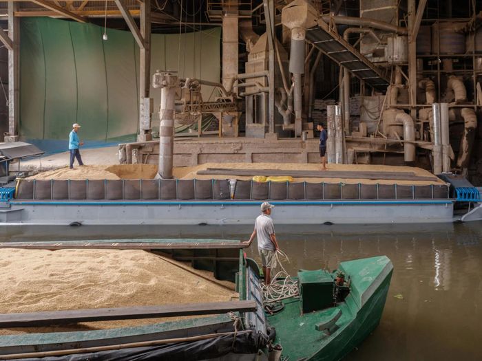  Ghe chở lúa vừa thu hoạch ở Đồng Tháp. Ảnh: THE NEW YORK TIMES 