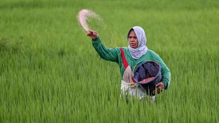  Một người nông dân bón phân trên cánh đồng lúa ở Indonesia. Ảnh: AFP 