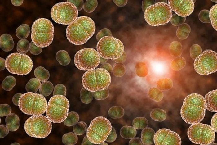 Bệnh não mô cầu là bệnh truyền nhiễm cấp tính do vi khuẩn Neisseria meningitidis gây ra. Ảnh: Adelaidenow.