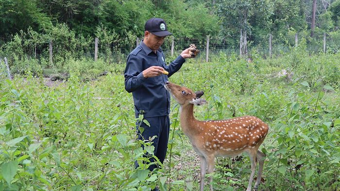 Ông Trần Văn Thụ bên cá thể hươu sao. Ảnh: HỮU PHÚC