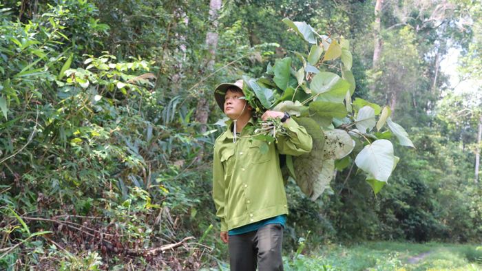 Loại lá cây được trung tâm cung cấp thêm thức ăn cho đàn hươu sao, nai. Ảnh: HỮU PHÚC
