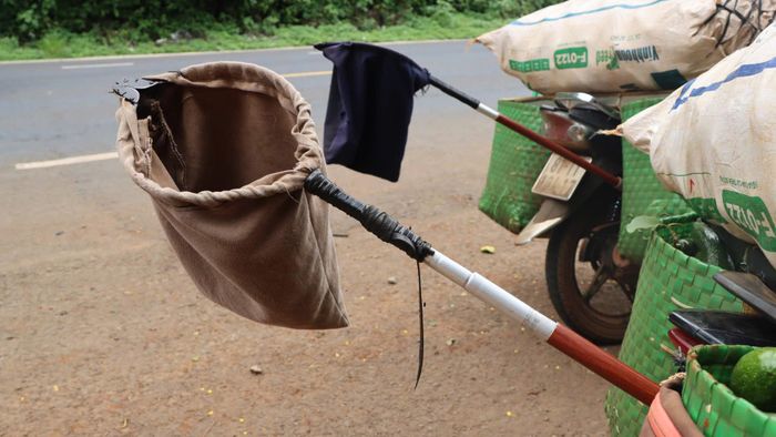  Dụng cụ hái bơ vườn. Ảnh: HỮU PHÚC 