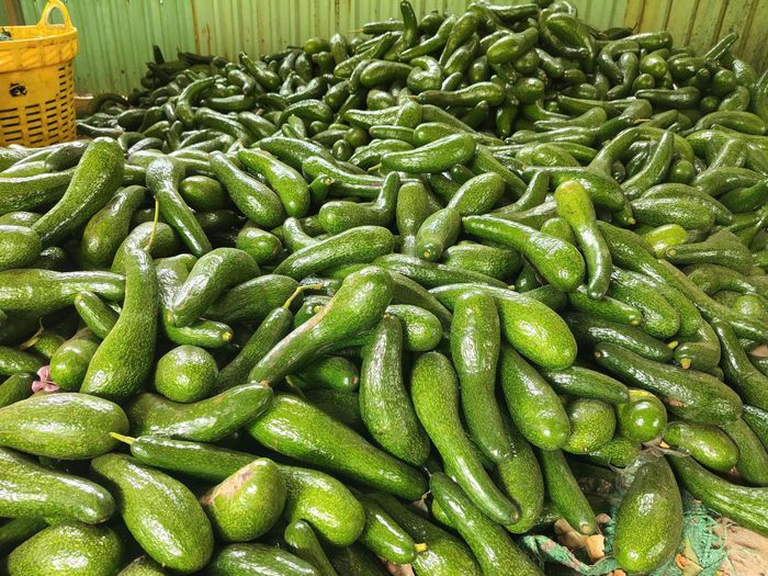  Bơ là cây ăn quả được trồng nhiều ở Gia Lai. Ảnh: HỮU PHÚC 
