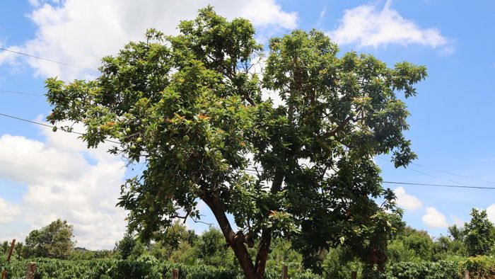  Cây bơ trĩu quả. Ảnh: HỮU PHÚC 