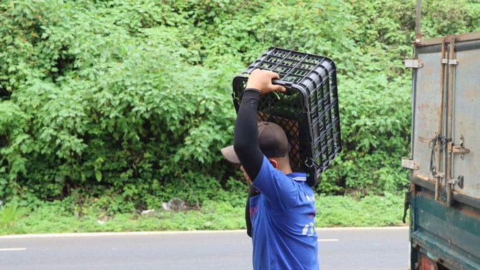  Vận chuyển bơ vừa phân loại tại đại lý đến điểm tập kết. Ảnh: HỮU PHÚC 