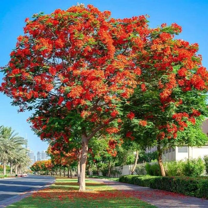 Ảnh: greenfield.com