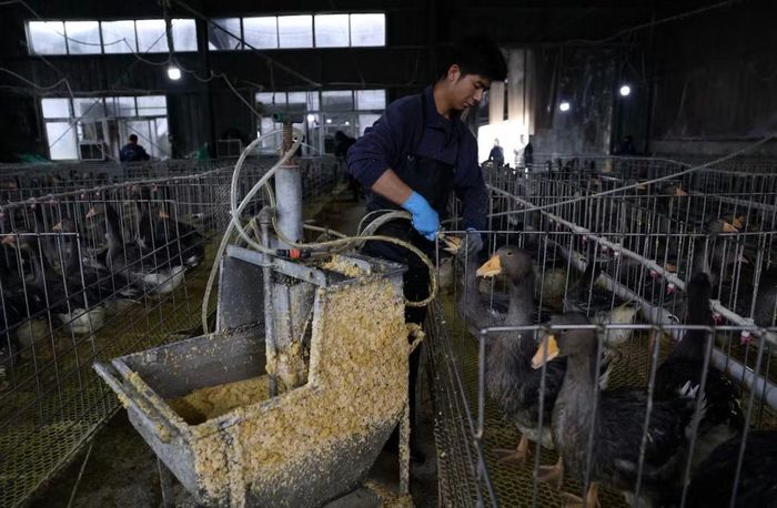 Nhân viên trong trại dùng máy bơm thức ăn để ép ngỗng ăn nhiều. (Ảnh: Reuters)