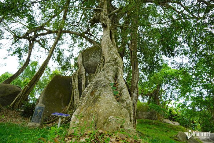 Xung quanh thân có nhiều rễ cây mọc từ trên cao cắm thẳng xuống đất.
